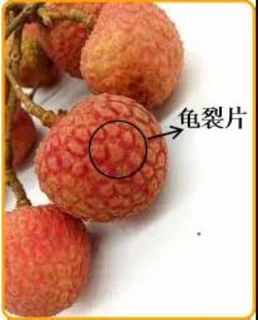 【分享】荔枝吃到飽，結(jié)果……(圖9)