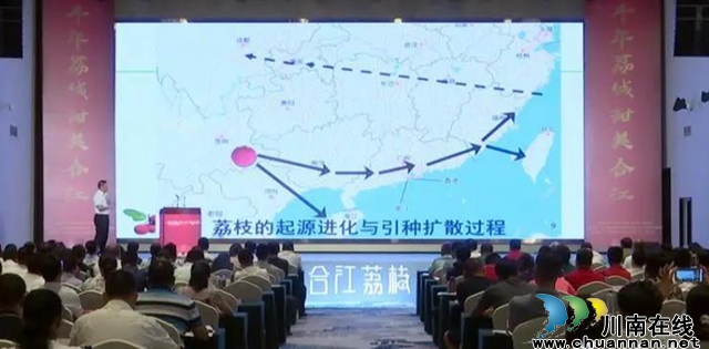 荔枝紅了|官宣！合江荔枝正式上市(圖3)