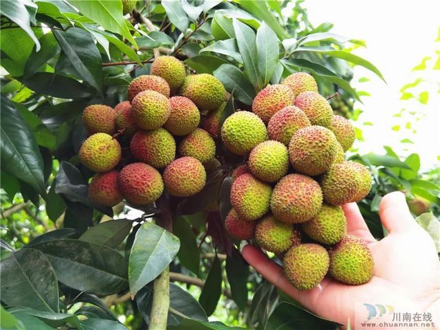 荔枝紅了|官宣！合江荔枝正式上市(圖9)