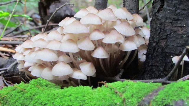 【緊急擴散】蘑菇中毒頻發(fā)，這幾類千萬要小心！(圖2)