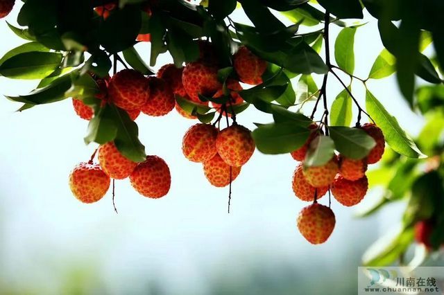 荔枝紅了！2020年合江荔枝采摘儀式在百年荔枝林舉行(圖2)