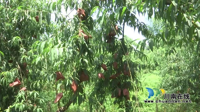 吃貨們注意！合江縣晨曦農(nóng)場晚熟鷹嘴桃脆甜來襲！(圖5)