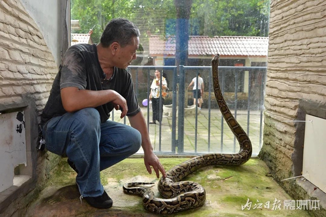 18年與虎為伴！內(nèi)江這個專職“鏟屎官”厲害了(圖7)