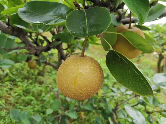 隆昌深山藏了一個(gè)“長(zhǎng)壽之鄉(xiāng)”，帶你領(lǐng)略那些秘密與傳說！(圖3)