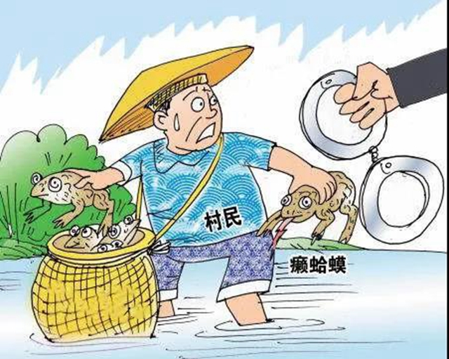 瀘州兩村民逮癩蛤蟆被判刑！法官：癩蛤蟆不是你想逮就能逮的(圖4)