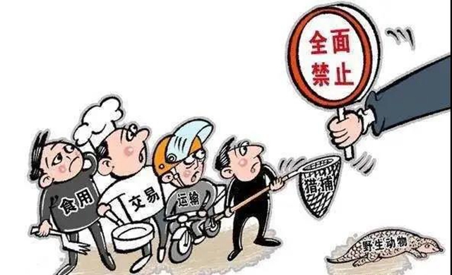 瀘州兩村民逮癩蛤蟆被判刑！法官：癩蛤蟆不是你想逮就能逮的(圖6)