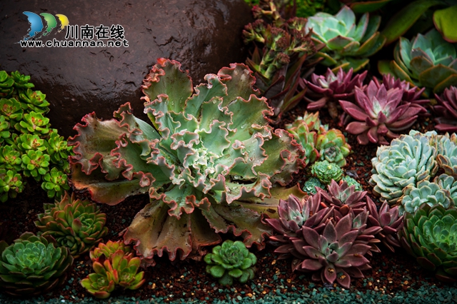目測(cè)馬上網(wǎng)紅！“蔓多米多肉花園”驚艷亮相瀘州關(guān)口！(圖9)