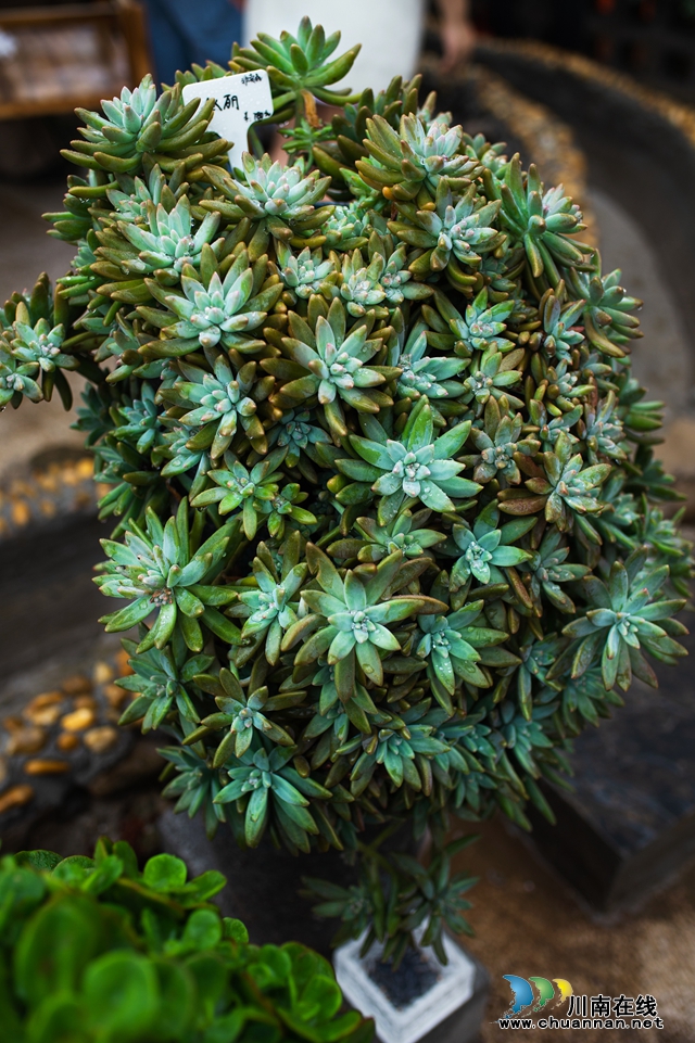 目測(cè)馬上網(wǎng)紅！“蔓多米多肉花園”驚艷亮相瀘州關(guān)口！(圖14)