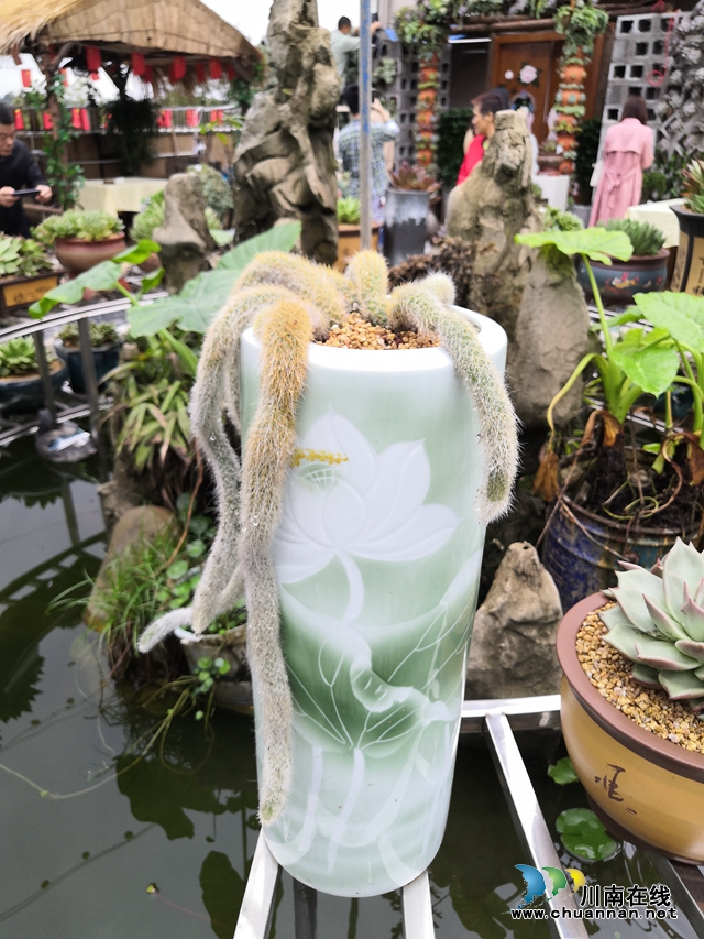 目測(cè)馬上網(wǎng)紅！“蔓多米多肉花園”驚艷亮相瀘州關(guān)口！(圖22)