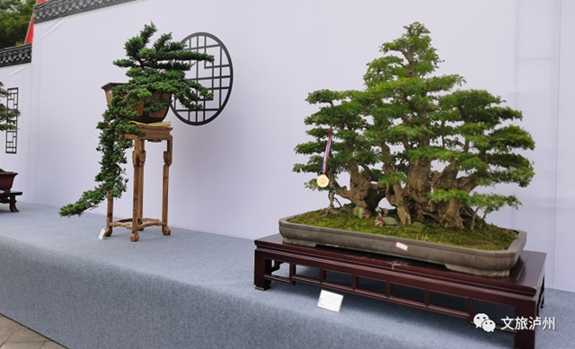方寸展蒼勁 盆中攬風(fēng)華！瀘州市金秋盆景展開(kāi)展(圖3)