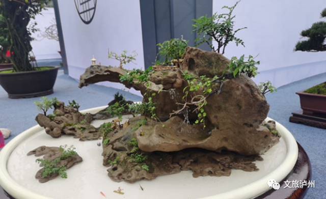 方寸展蒼勁 盆中攬風(fēng)華！瀘州市金秋盆景展開(kāi)展(圖4)