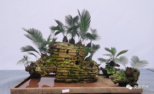 方寸展蒼勁 盆中攬風(fēng)華！瀘州市金秋盆景展開(kāi)展(圖5)