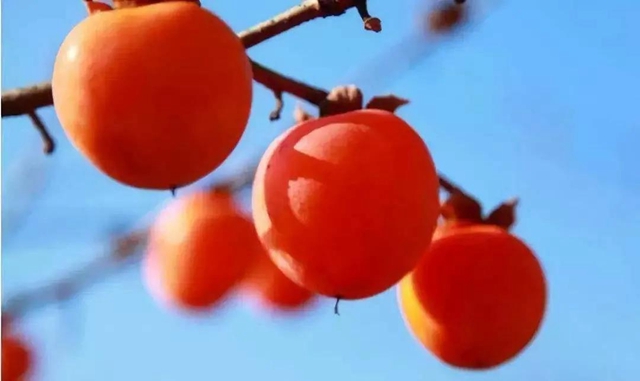 【霜降】明天起，火鍋、燒烤、串串不要吃了！(圖7)