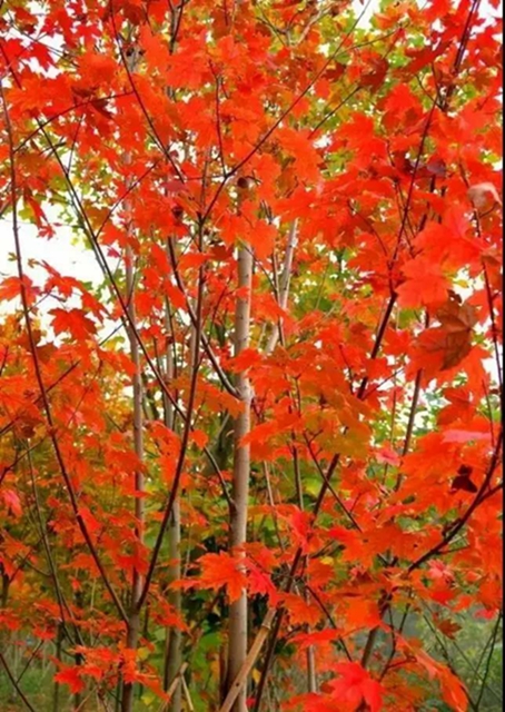 美爆！離內(nèi)江城區(qū)20分鐘，有個(gè)紅葉彩林即將亮相！(圖3)