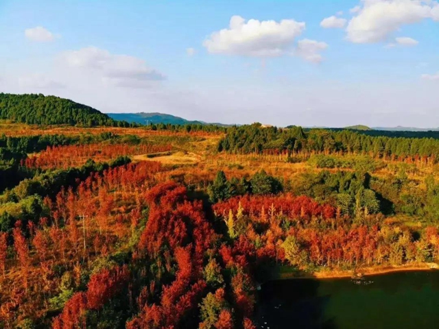 美爆！離內(nèi)江城區(qū)20分鐘，有個(gè)紅葉彩林即將亮相！(圖2)