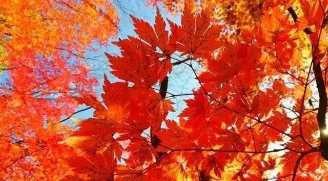 美爆！離內(nèi)江城區(qū)20分鐘，有個(gè)紅葉彩林即將亮相！(圖4)