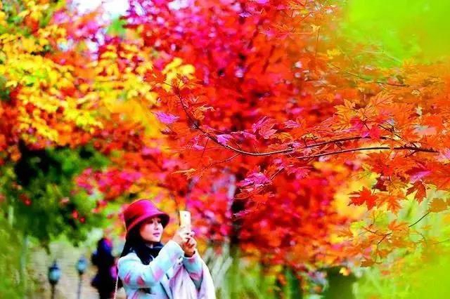 美爆！離內(nèi)江城區(qū)20分鐘，有個(gè)紅葉彩林即將亮相！(圖5)
