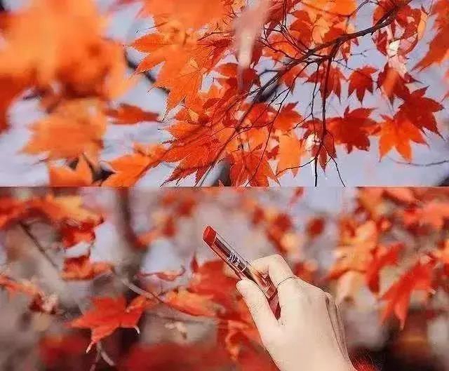 美爆！離內(nèi)江城區(qū)20分鐘，有個(gè)紅葉彩林即將亮相！(圖7)