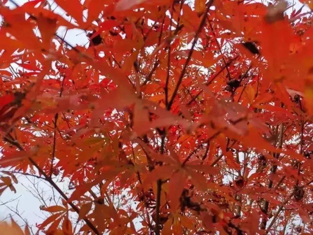 美爆！離內(nèi)江城區(qū)20分鐘，有個(gè)紅葉彩林即將亮相！(圖8)