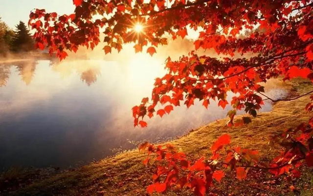 美爆！離內(nèi)江城區(qū)20分鐘，有個(gè)紅葉彩林即將亮相！(圖6)