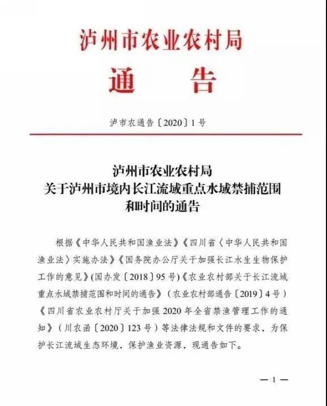瀘州：一夜電翻近400斤魚，這兩弟兄遭了(圖1)