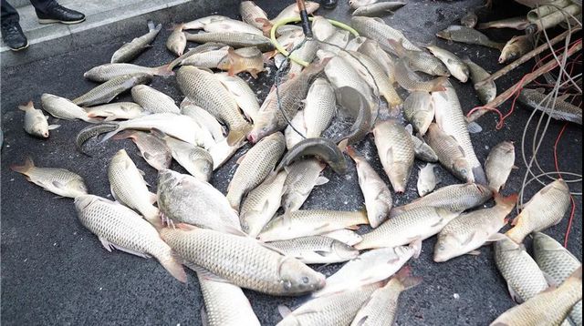 瀘州：一夜電翻近400斤魚，這兩弟兄遭了(圖9)