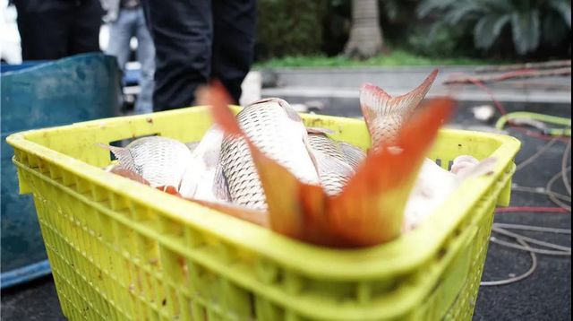 瀘州：一夜電翻近400斤魚，這兩弟兄遭了(圖10)