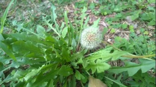 【擴散】冬季感冒高發(fā)，您可知道這些神奇的“消炎藥”(圖2)