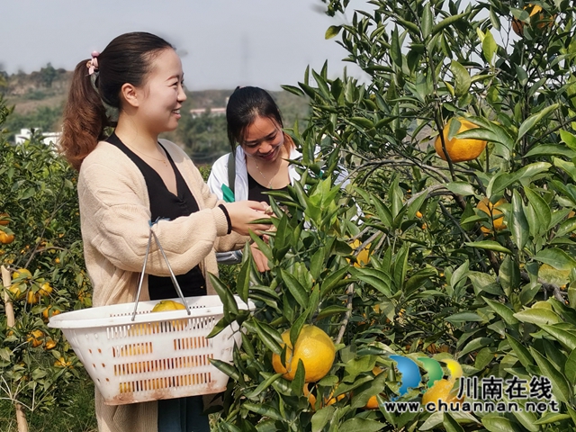 瀘縣福集鎮(zhèn)魚目村：打工夫婦返鄉(xiāng)創(chuàng)業(yè)三年，荒山變成花果山！(圖1)