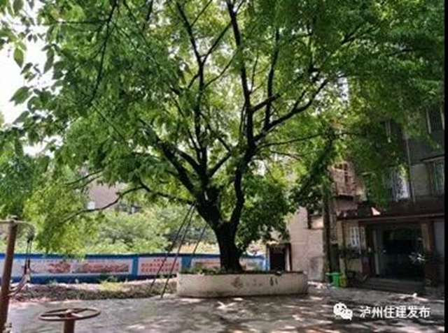 古樹(shù)站C位，“酒城古樹(shù)微景觀”創(chuàng)意活動(dòng)啟動(dòng)！(圖2)