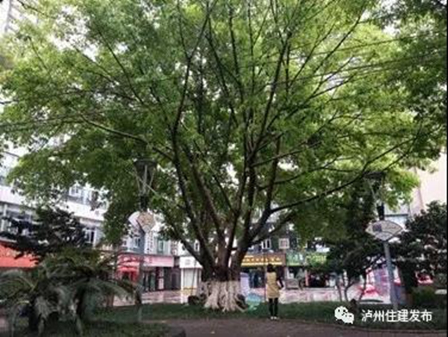 古樹(shù)站C位，“酒城古樹(shù)微景觀”創(chuàng)意活動(dòng)啟動(dòng)！(圖3)