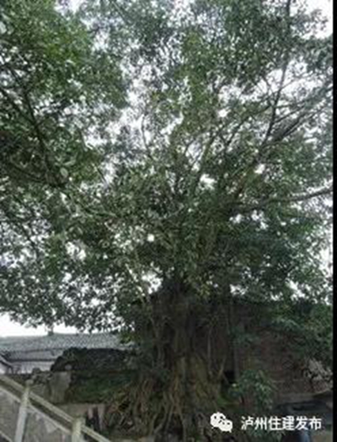 古樹(shù)站C位，“酒城古樹(shù)微景觀”創(chuàng)意活動(dòng)啟動(dòng)！(圖7)