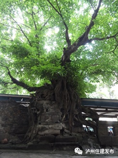 古樹(shù)站C位，“酒城古樹(shù)微景觀”創(chuàng)意活動(dòng)啟動(dòng)！(圖8)