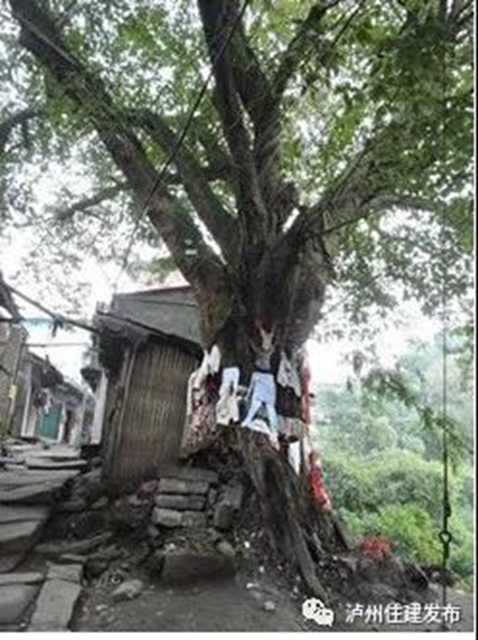 古樹(shù)站C位，“酒城古樹(shù)微景觀”創(chuàng)意活動(dòng)啟動(dòng)！(圖9)