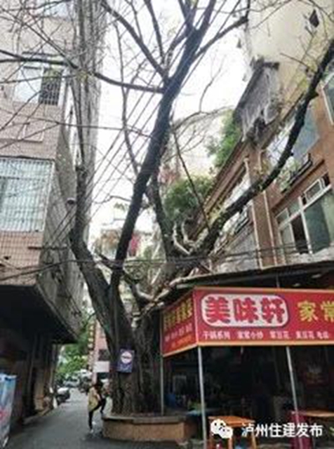 古樹(shù)站C位，“酒城古樹(shù)微景觀”創(chuàng)意活動(dòng)啟動(dòng)！(圖10)