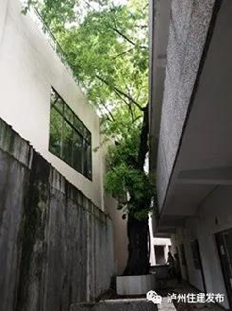 古樹(shù)站C位，“酒城古樹(shù)微景觀”創(chuàng)意活動(dòng)啟動(dòng)！(圖11)
