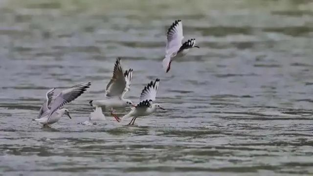 驚呆了！內(nèi)江驚現(xiàn)這么多珍稀鳥類——(圖1)