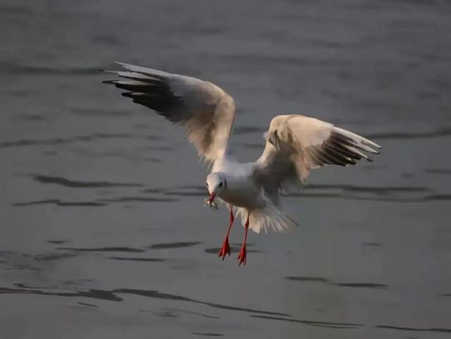 驚呆了！內(nèi)江驚現(xiàn)這么多珍稀鳥類——(圖8)