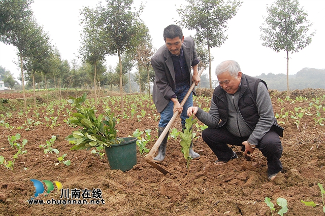 納溪“特聘村主任”李文金：退休創(chuàng)業(yè)功成，回鄉(xiāng)扶助鄉(xiāng)親(圖2)