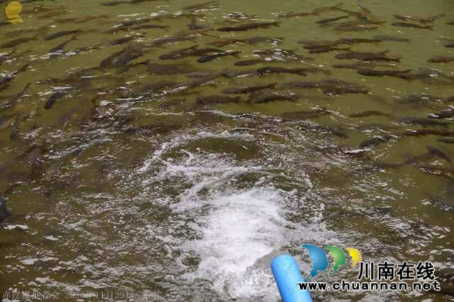 山澗溪流活源頭，桫欏樹下魚兒游！“赤擺擺”高山冷水魚品質看得見(圖2)