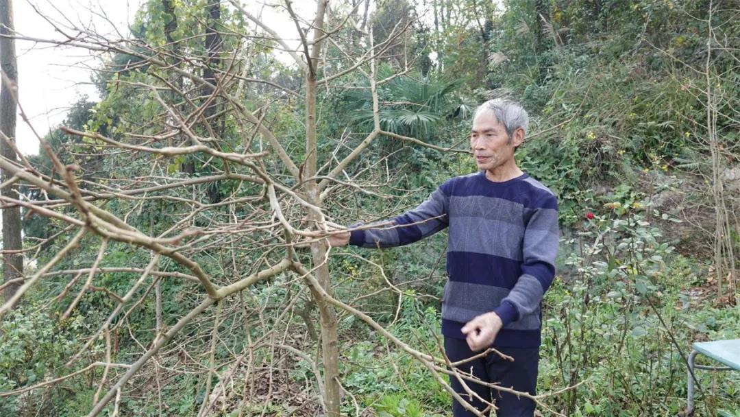 好人閔弟聰！一位閑不住的老支書(shū)(圖8)