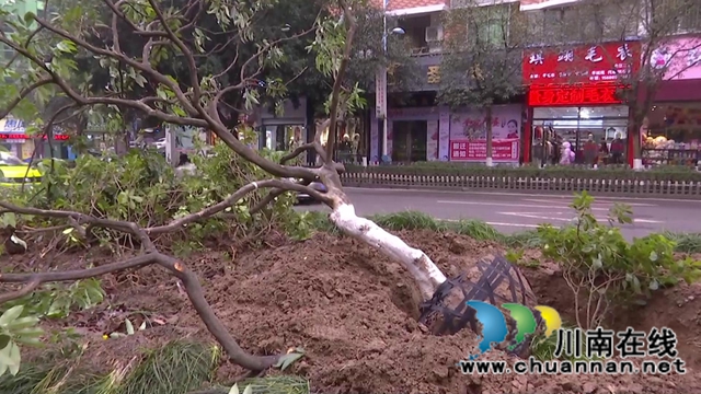 合江少岷路升級改造，綠化樹木“搬新家”(圖1)