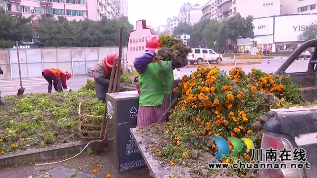 合江少岷路升級改造，綠化樹木“搬新家”(圖7)
