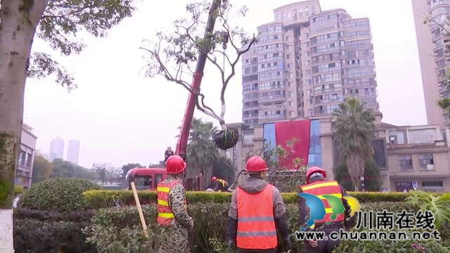 合江少岷路升級改造，綠化樹木“搬新家”(圖8)