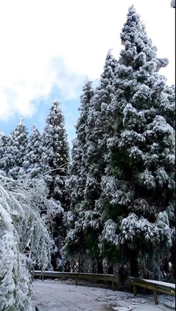 冰雪奇緣！快來(lái)古藺捕捉陽(yáng)光下的雪封仙境！(圖16)