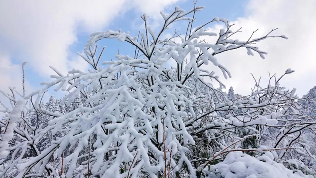 冰雪奇緣！快來(lái)古藺捕捉陽(yáng)光下的雪封仙境！(圖19)