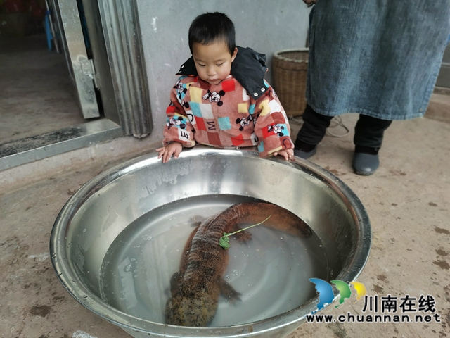 瀘縣：村民溪里發(fā)現(xiàn)重6斤多的娃娃魚，已成功放歸(圖2)