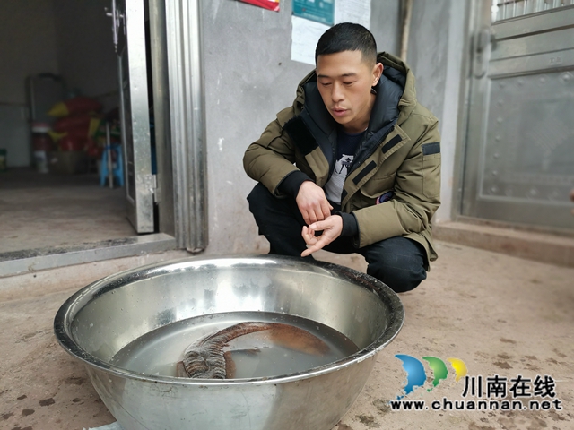 瀘縣：村民溪里發(fā)現(xiàn)重6斤多的娃娃魚，已成功放歸(圖3)