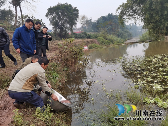 瀘縣：村民溪里發(fā)現(xiàn)重6斤多的娃娃魚，已成功放歸(圖7)