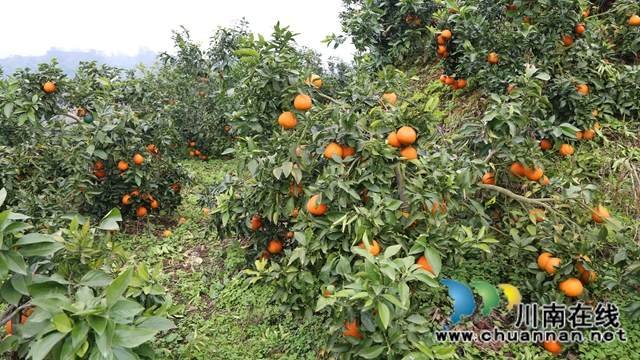 智慧農(nóng)業(yè)+訂單銷售，瀘縣這家農(nóng)場成興農(nóng)增收新樣本(圖5)